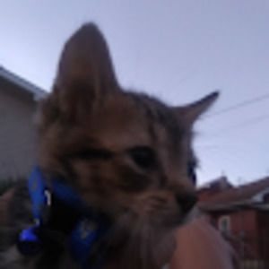 Meet your Posher, Jade